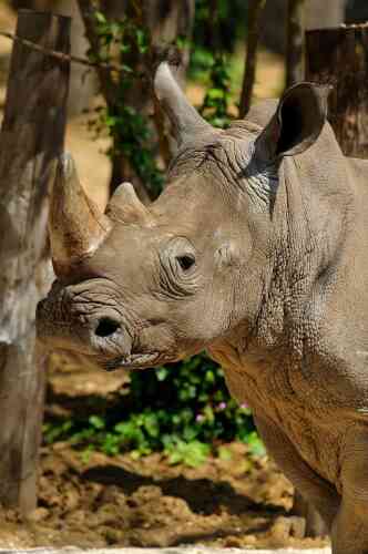 Wami, l’un des deux rhinocéros blancs du zoo. Le plus gros des mammifères terrestres appartient à une espèce quasi menacée. Il cohabite dans son enclos avec les zèbres de Grévy.