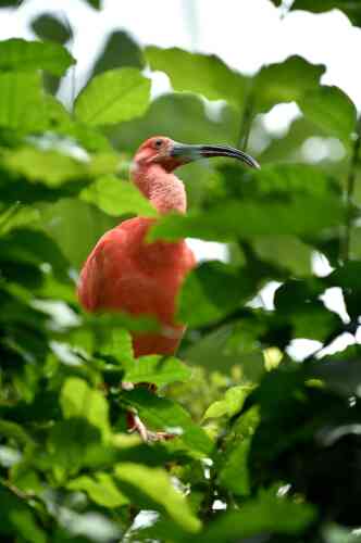 Les ibis rouges vivent en liberté dans la grande serre tropicale du zoo.