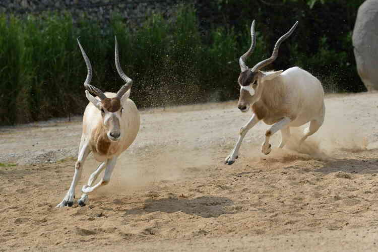 L’addax, antilope du Sahara, en danger d’extinction, fait l’objet de programme de réintroduction dans son milieu naturel.