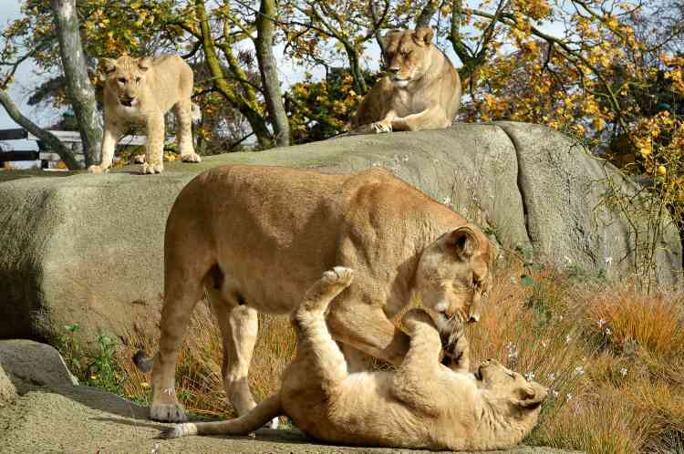 Néro, mâle dominant, règne sur trois femelles et une kyrielle de lionceaux qui passent leurs journées à jouer.