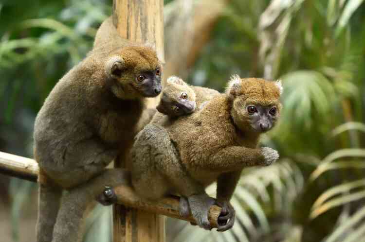 A l’état sauvage, les grands hapalémurs vivent exclusivement à Madagascar où il resterait quelque 600 individus seulement.
