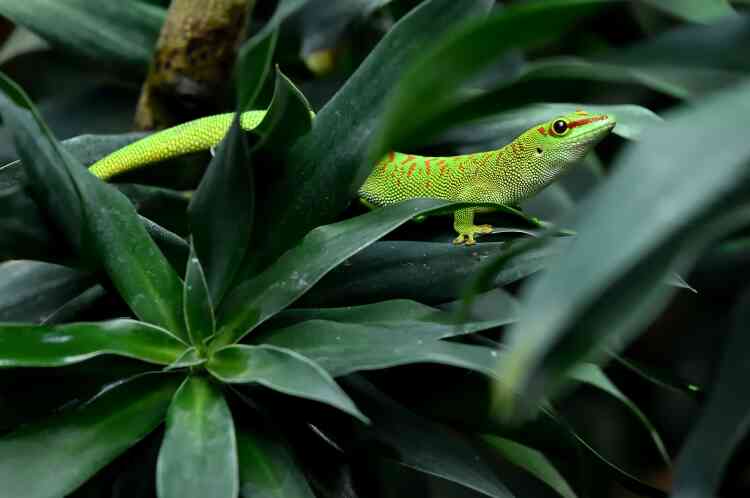 Le phelsuma est un gecko arboricole, vert vif, aux taches rouge et bleu sur le dos, qui se nourrit d’insectes.