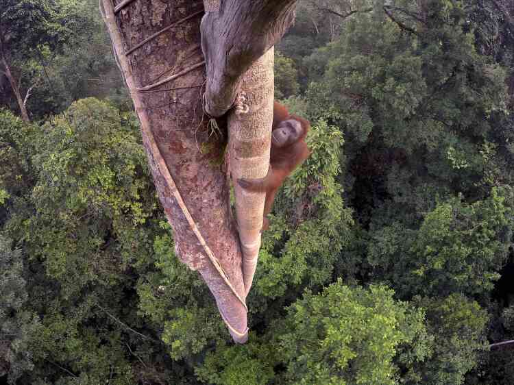 Grand Prix – Tim Laman (Etats-Unis). Un jeune orang-outan mâle, à trente mètres  au-dessus de la forêt pluviale du parc national de Gunung Palung, à l’ouest de Kalimantan, l’un des rares bastions de cette espèce à Bornéo. Le photographe a passé trois jours à monter le long du tronc pour placer plusieurs appareils GoPro qu’il pouvait commander à distance.