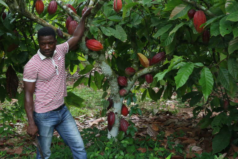 planter une feve de cacao