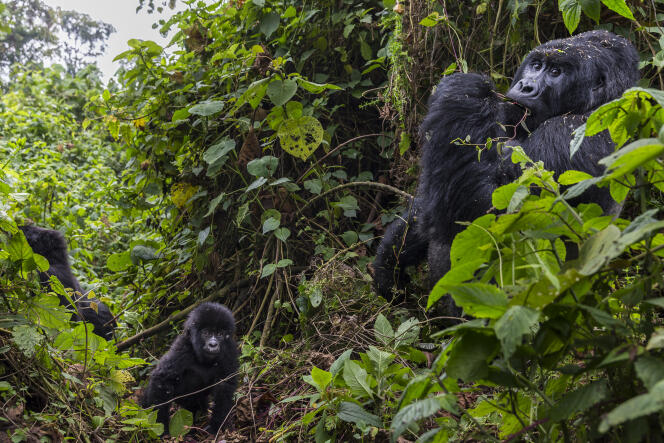 Des gorilles de montagne dans le parc des Virunga, République démocratique du Congo, en août 2013.