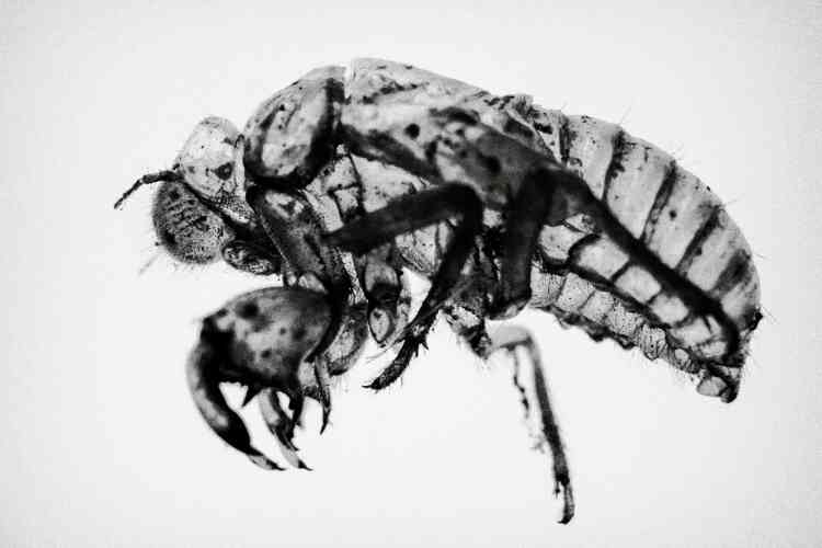 Les vecteurs présumés de la bactérie sont des insectes de la famille des cicadelles.