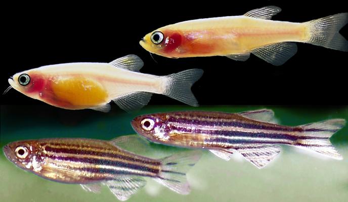 poissons homme rencontres conseils
