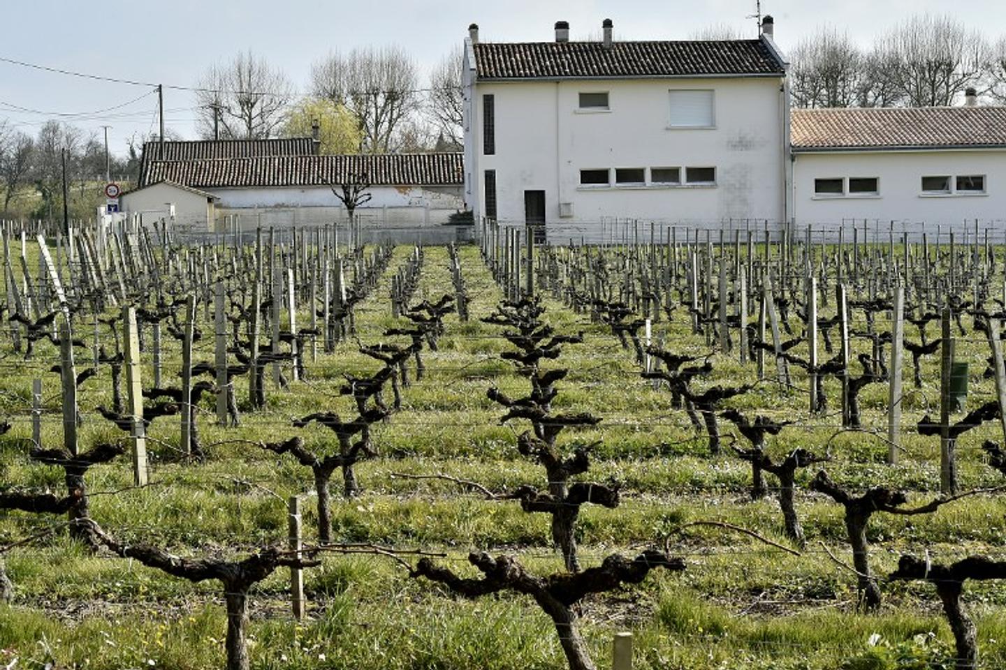 Deux châteaux viticoles du Bordelais mis en examen pour épandage de pesticides près d’une école
