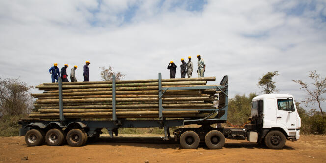 Des troncs d’eucalyptus sont transformés en poteaux afin de raccorder tous les foyers kényans au réseau national d’électricité.