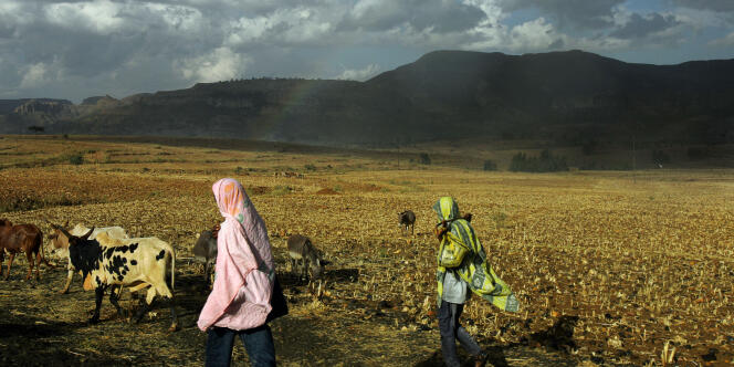Des bergers éthiopiens, dans le nord du pays.