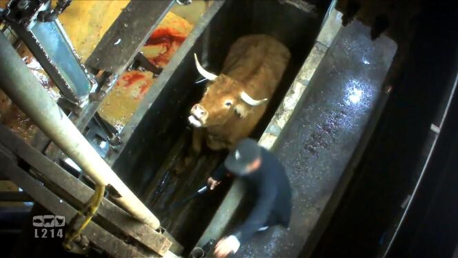 Image tirée d’une vidéo de l’association L214, mise à disposition le 3 novembre, montrant une vache dans un abattoir de Limoges.