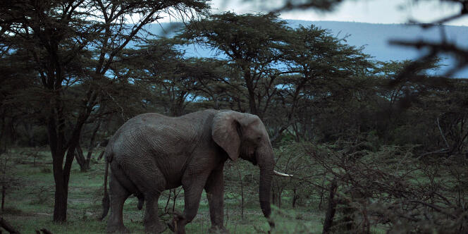 Dans la réserve nationale kényane du Masai Mara en 2011.
