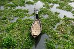 AFP La jacinthe d’eau est une plante invasive qui asphyxie lentement mais sûrement faune et flore dans de nombreux pays en Afrique, en Asie ou en Amérique latine. Ici au Bangladesh.