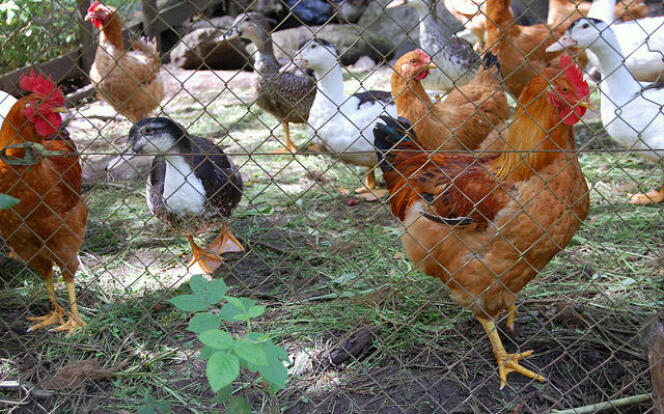Le ministère de l’agriculture a annoncé relever le niveau de risque vis-à-vis de la grippe aviaire de « modéré » à « élevé » sur l’ensemble du territoire.