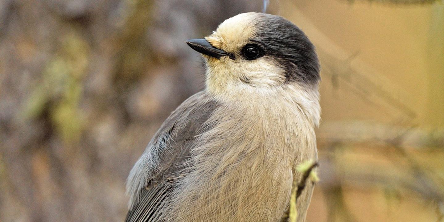 L Aigle Aux Etats Unis Le Coq En France Pourquoi Le Canada N A T Il Pas D Oiseau National