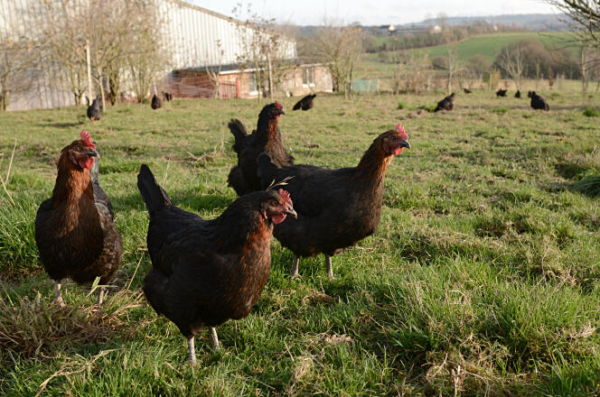 Elevage de poules pondeuses en liberté sur la ferme bio du Menez-Hom à Dinéault (Finistère).
