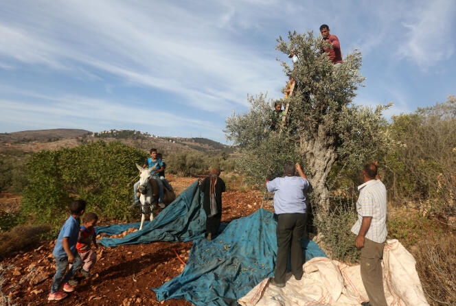 Récolte des olives près du village palestinien de Deir Al-Hatab, à l’est de Naplouse, le 15 octobre.