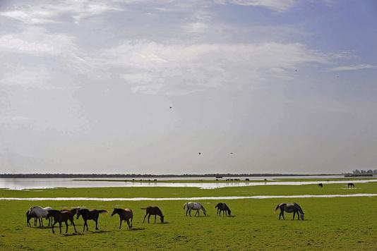 Des réservoirs de gaz au cœur du parc naturel espagnol de Doñana Des réservoirs de gaz au cœur du parc naturel espagnol de Doñana