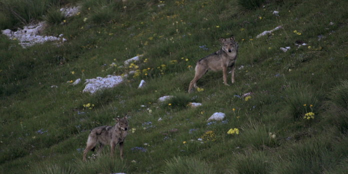 Comment J Ai Reussi A Filmer Des Loups Sauvages
