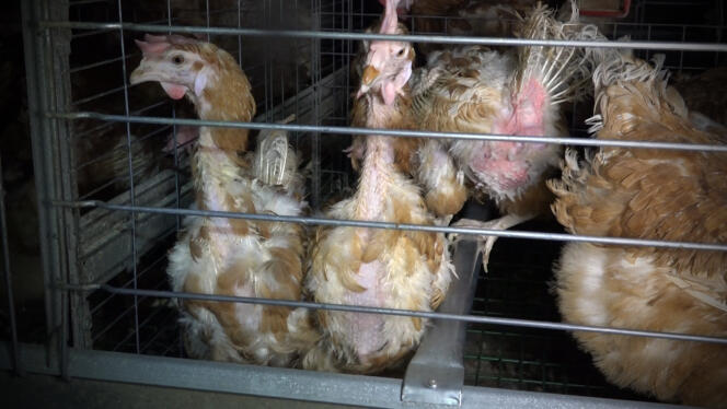La vidéo de l’association L214 sur le GAEC du Perrat, en mai 2016, montrait des poux qui grouillaient sur les œufs et des cadavres en décomposition gisant au milieu d’autres poules déplumées. L’élevage a été fermé depuis.
