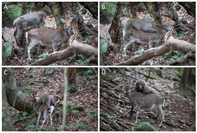 Un jeune mâle macaque « monte » une biche saki sur l’île japonaise de Yakushima (A,B,C). Sur l’image D, une autre femelle s’oppose à la saillie