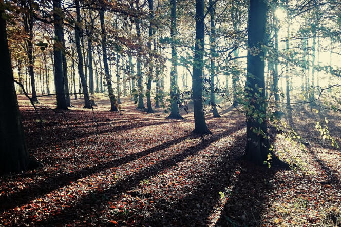 Dans la forêt de Sherwodd, au Royaume-Uni, le 1er novembre 2015.