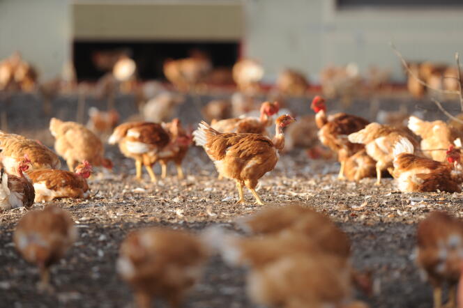 Des poulets d’une ferme de Vielle-Soubiran, dans le sud de la France, le 10 décembre 2015.