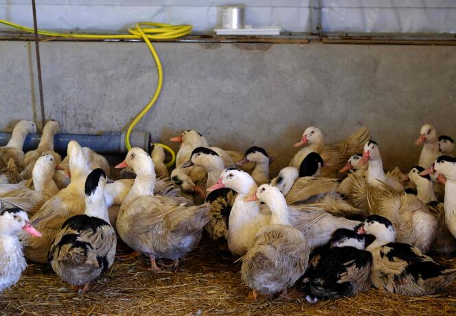 Ces indemnisations, calculées en fonction du nombre de canards perdus du fait de la maladie ou des abattages préventifs pour enayer l’épidémie, « porteront sur plusieurs dizaines de millions d’euros », a précisé le ministre.