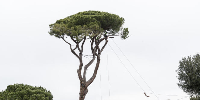 Opération d’élagage d’un pin à la Villa Medicis à Rome, le 16 janvier.