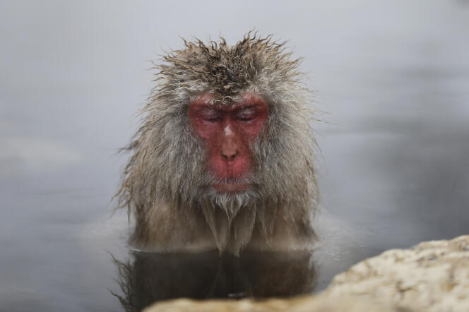 Un macaque japonais se baigne dans une source d’eau chaude dans la ville de Yamanouchi, au Japon.