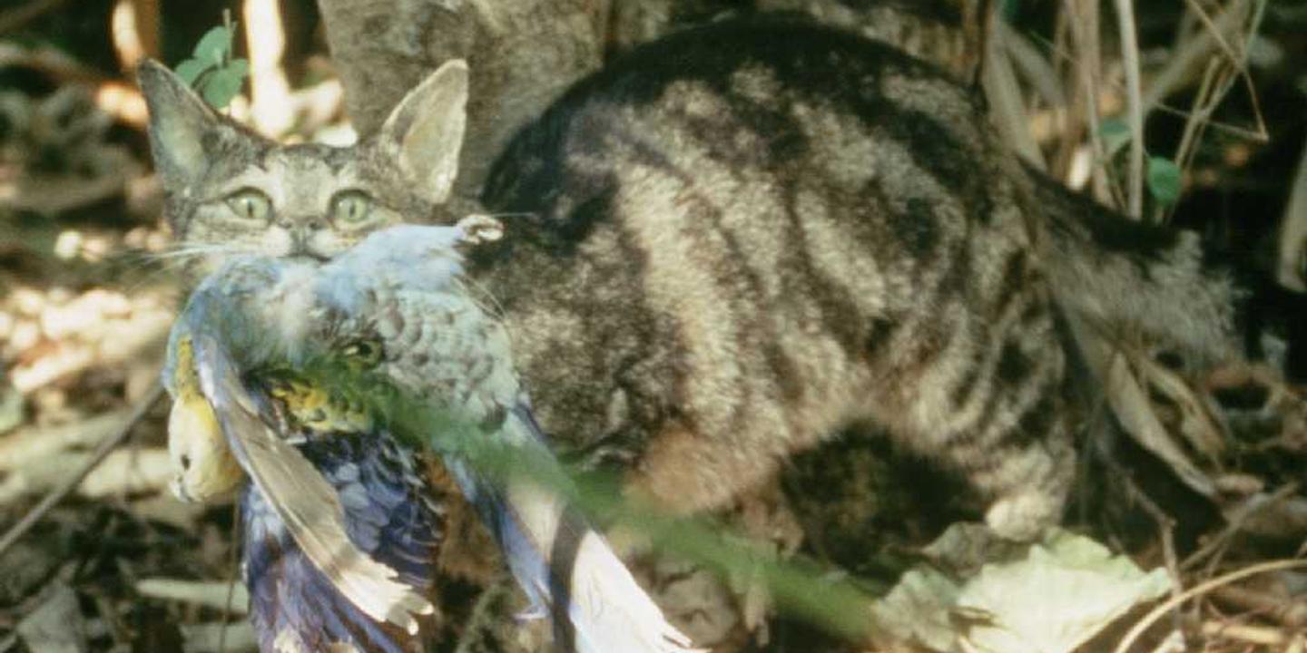 L Australie S Apprete A Abattre Deux Millions De Chats