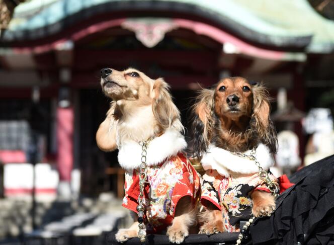 Des chiens vêtus de kimonos japonais à Tokyo, le 16 janvier.