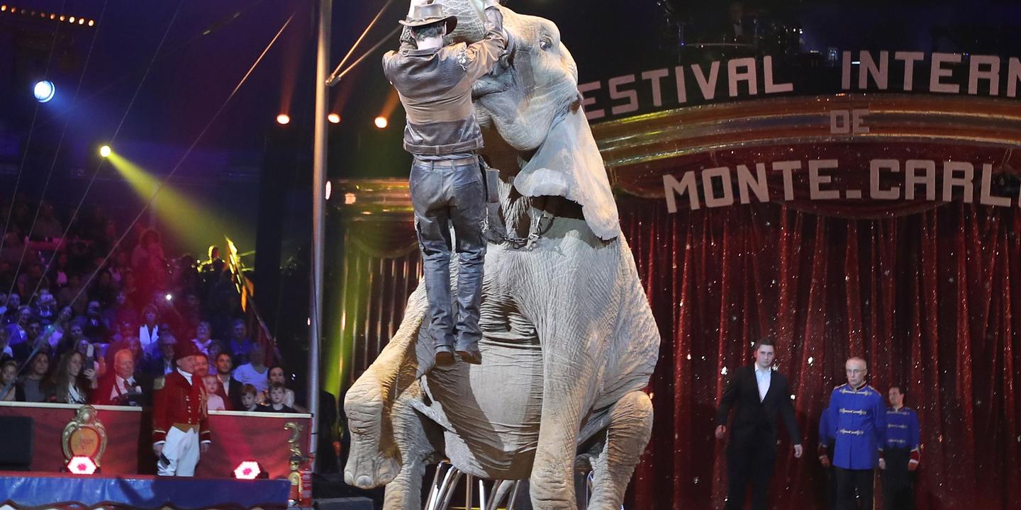 Pour Les Animaux Vivre Dans Un Cirque Est Comme Etre Emprisonne Chez Le Dr No