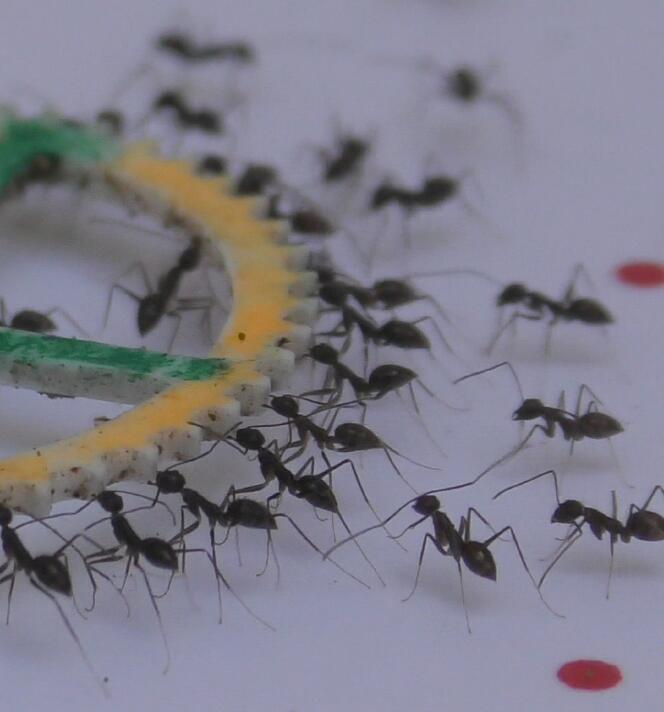 Les fourmis, génies de l'orientation