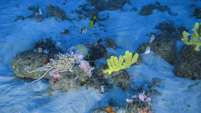 Sur le fond sablonneux, autour des éponges de couleurs variées, nagent de superbes poissons-anges royaux et poissons-anges tricolores (en noir et jaune).