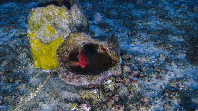 Surpris dans son enveloppe minérale, un charmant « Cephalopholis fulva », aussi appelé coné ouatalibi ou encore tanche. Chaque plongée du sous-marin (ou presque) révèle des trésors de biodiversité au fond de l’océan, au large de l’Amazone.