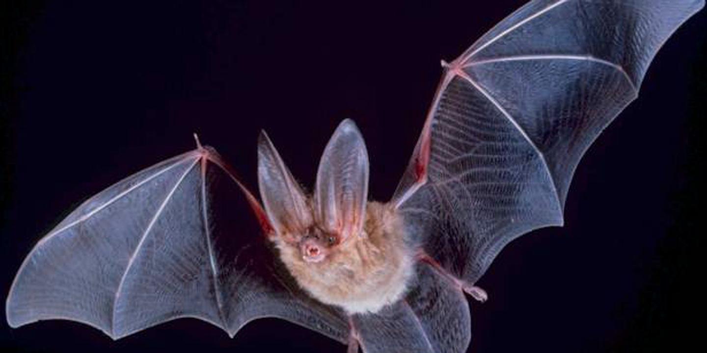 Une Chauve Souris Aimait Un Parapluie Paroles