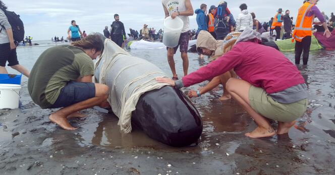 De nombreux bénévoles sont venus secourir les baleines échouées, vendredi 10 février, sur la plage de Farewell Spit.
