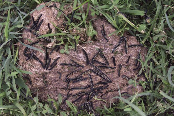 Des chenilles légionnaires (« Army Worms » en anglais) ont affecté plus de 100 000 hectares au Kenya.