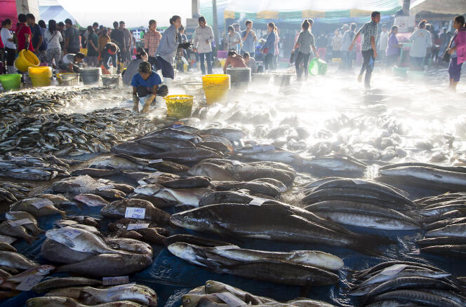 Des travailleurs birmans trient du poisson à Ranong, dans le sud de la Thaïlande.