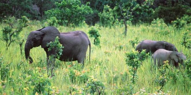 Des éléphants de forêt dans le parc de la Lopé, au Gabon, en novembre 1999.