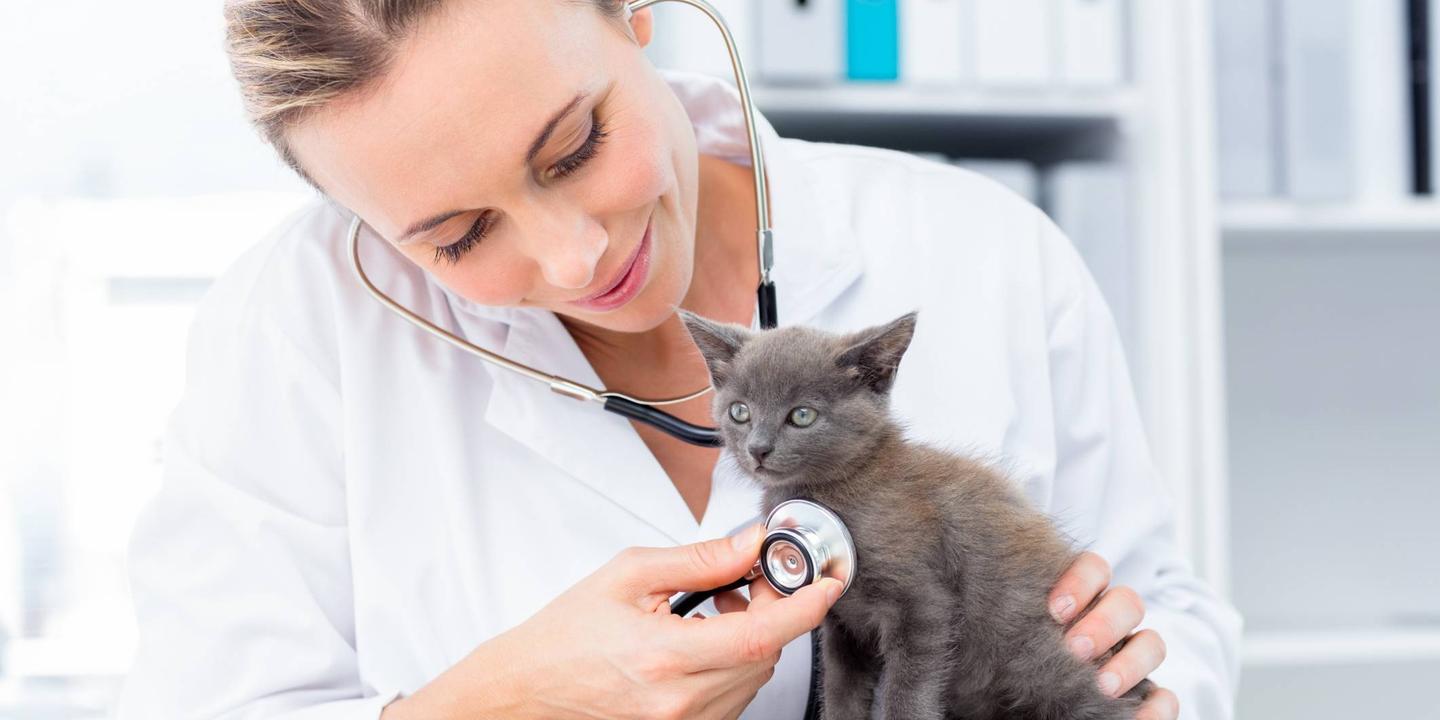 Veterinaire Metier Aussi Attirant Que Meconnu