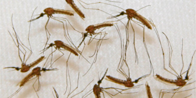 Moustique « Anopheles » qui ont servi à l’étude pour l’élaboration d’un vaccin contre le paludisme dans un laboratoire du Maryland aux Etats-Unis.