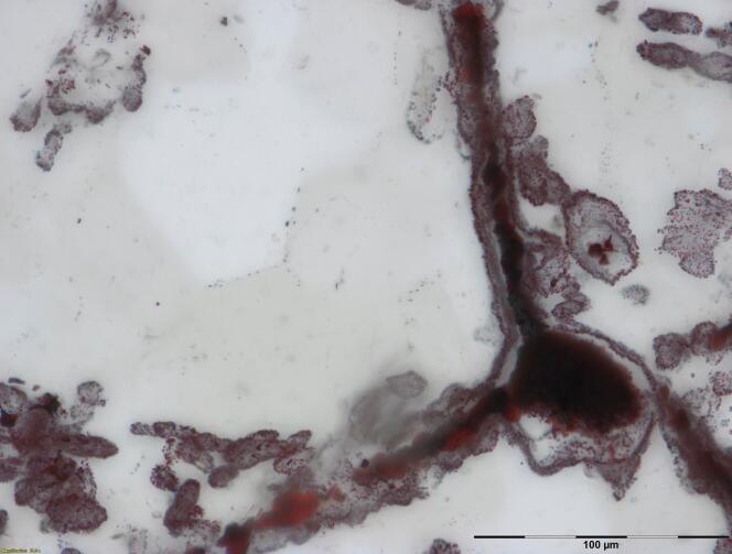 Filaments d’hématites attachés à un fragment de fer, interprétés comme les restes de microbes fossilisés similaires à ceux que l’on trouve aujourd’hui près des cheminées hydrothermales sous-marines.