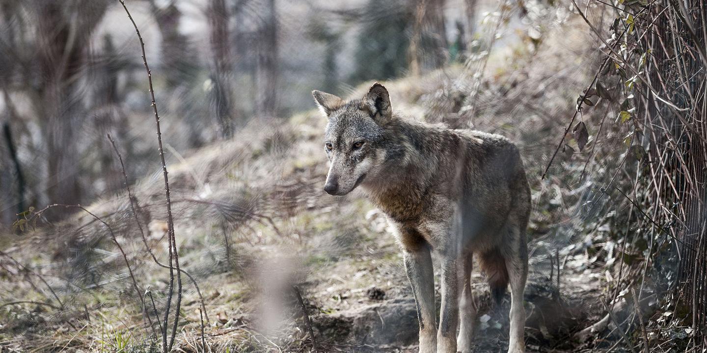 La guerre du loup gagne l’Italie