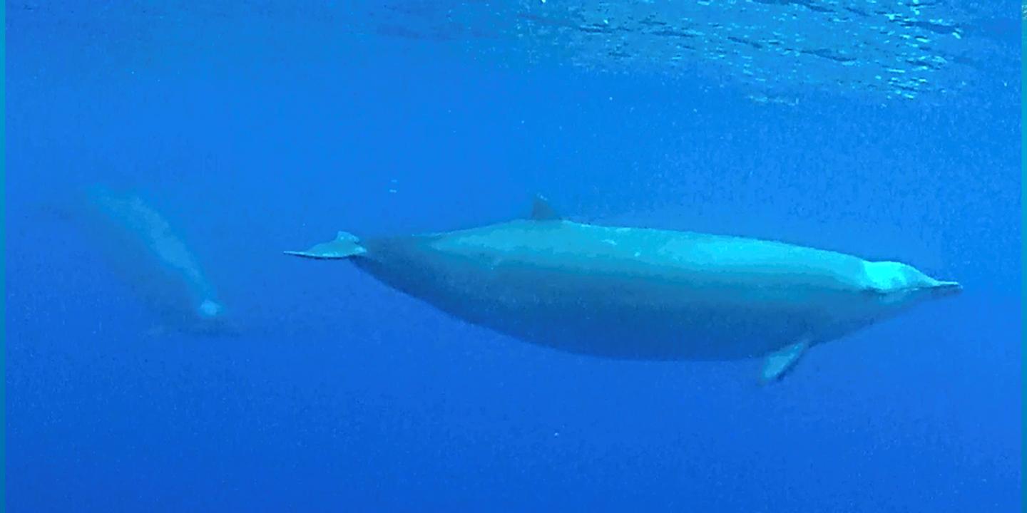 Une espèce de baleine à bec filmée pour la première fois Une espèce de baleine à bec filmée pour la première fois