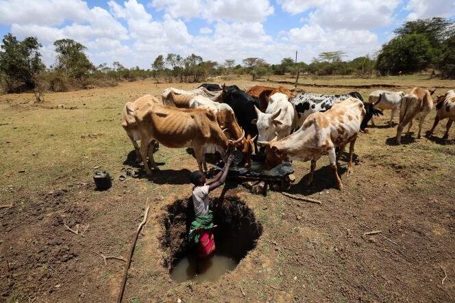 Un berger tente d’abreuver son troupeau, dans le comté de Laikipia, au Kenya, le 1er mars.