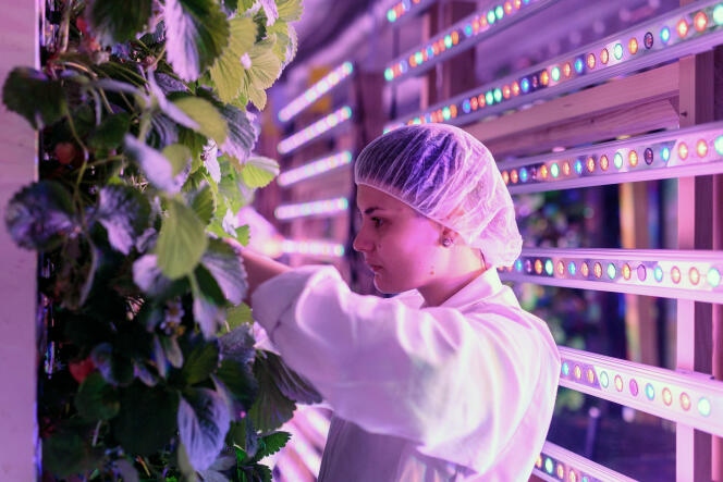 En bordure du parc de Bercy à Paris, la société Agricool cultive 3 600 fraisiers installés à la verticale, dans un conteneur de 33 m2.