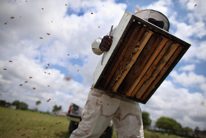 Un rucher en Floride, en 2013.