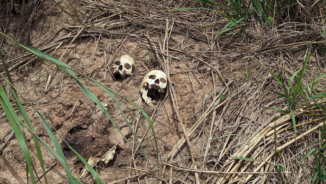 «  Chaque jour, on s’entre-tue ou on fuit la mort en RDC » (Dans l’un des charniers découverts dans la province du Kasaï, en République démocratique du Congo, des crânes des victimes des récents affrontements entre les forces armées congolaises et les partisans de Kamuina Nsapu. Photo prise le 12 mars).